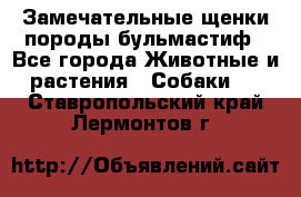 Замечательные щенки породы бульмастиф - Все города Животные и растения » Собаки   . Ставропольский край,Лермонтов г.